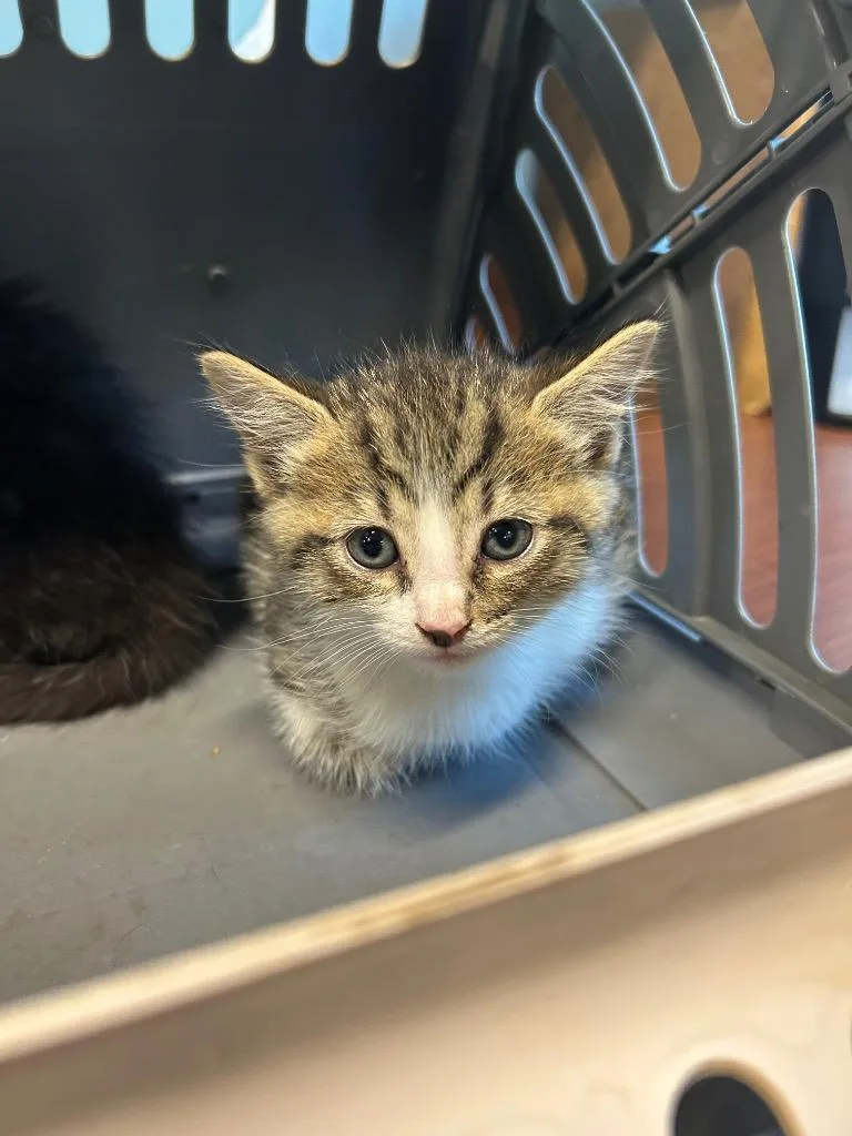 A baby medium-sized male Domestic Short Hair cat named Mr. Whiskers for adoption in Gautier, MS