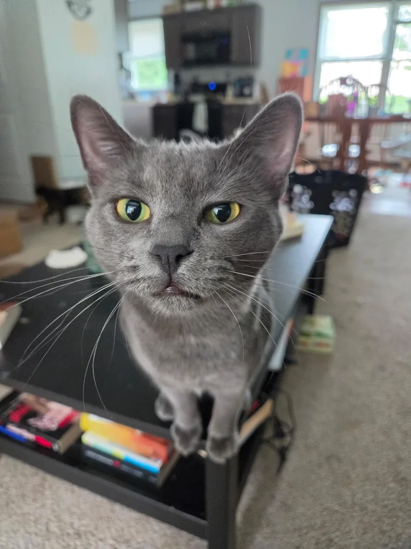 A young large-sized male Gray / Blue / Silver Domestic Short Hair cat named Ash for adoption in Massillon, OH