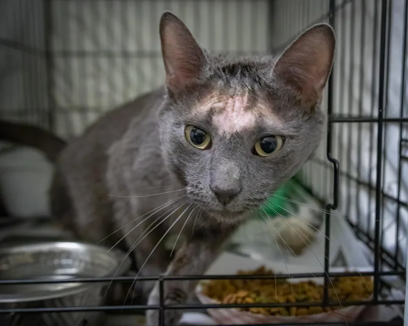 Earl Grey thumbnail 2