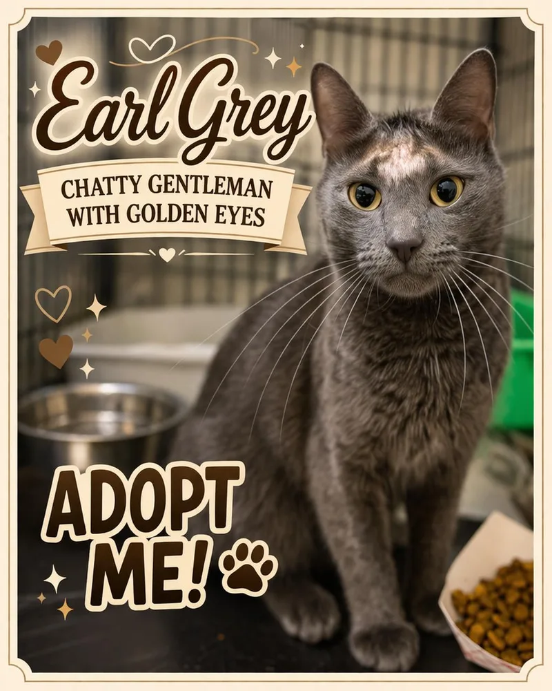 Earl Grey thumbnail 3