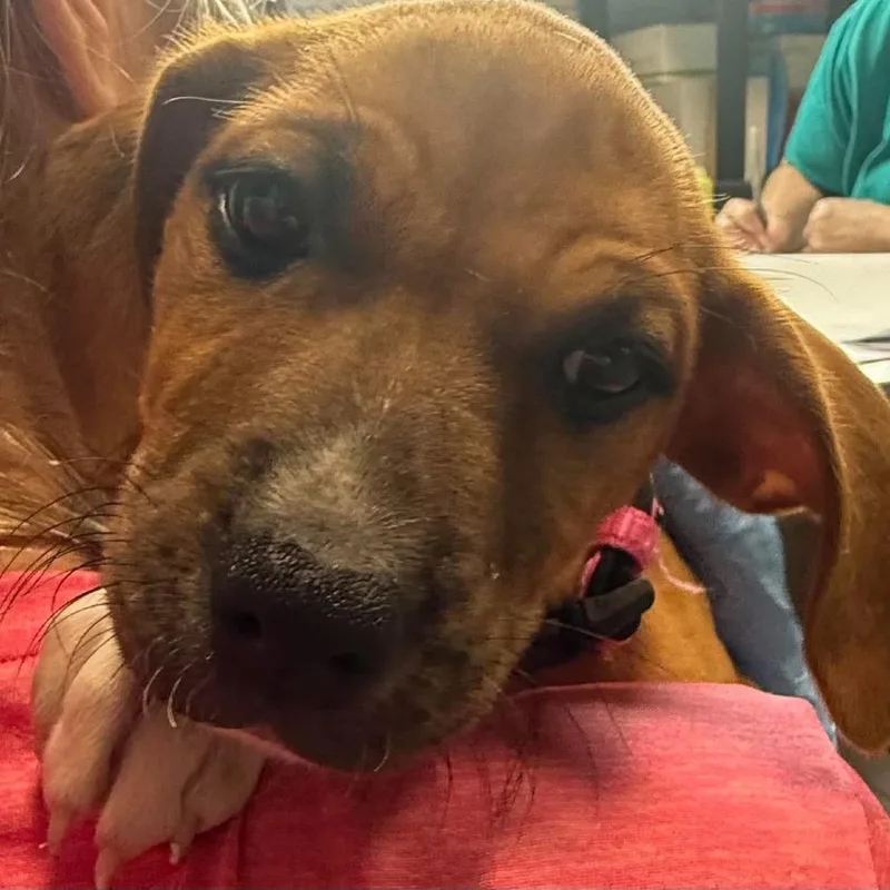 A baby small-sized female Mixed Breed dog named Ginger for adoption in Beckley, WV