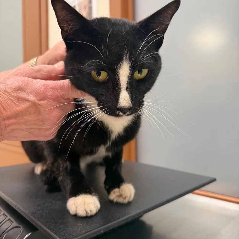 A young small-sized male Black Domestic Short Hair cat named Brock for adoption in Upland, CA