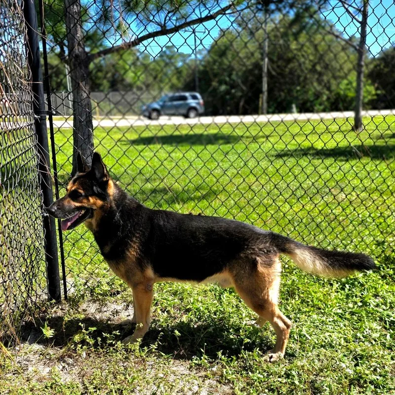 An adult large-sized male Black German Shepherd Dog named Zuko for adoption in Port Charlotte, FL