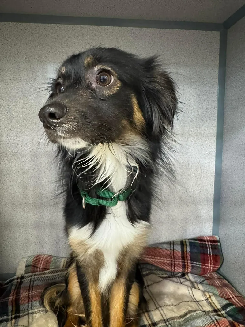 A young medium-sized male Mixed Breed dog named Lucky for adoption in Ridgefield, CT