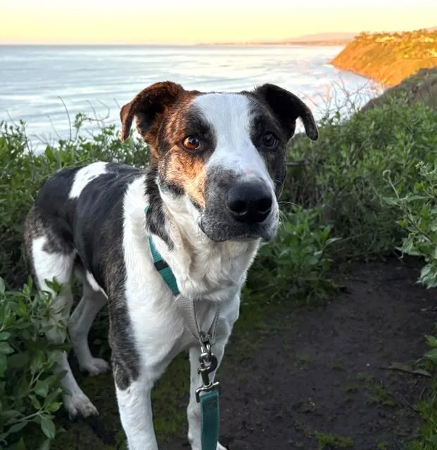 A young medium-sized male Foxhound dog named Armando for adoption in Santa Barbara, CA