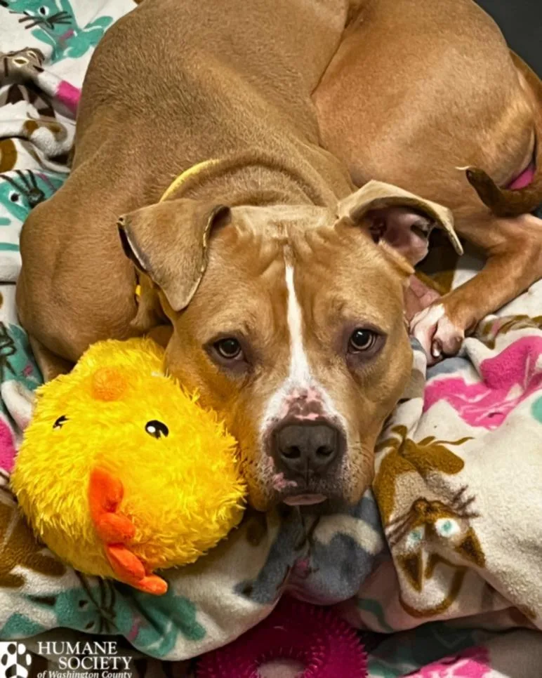 An adult medium-sized male Pit Bull Terrier dog named Brooks for adoption in Hagerstown, MD