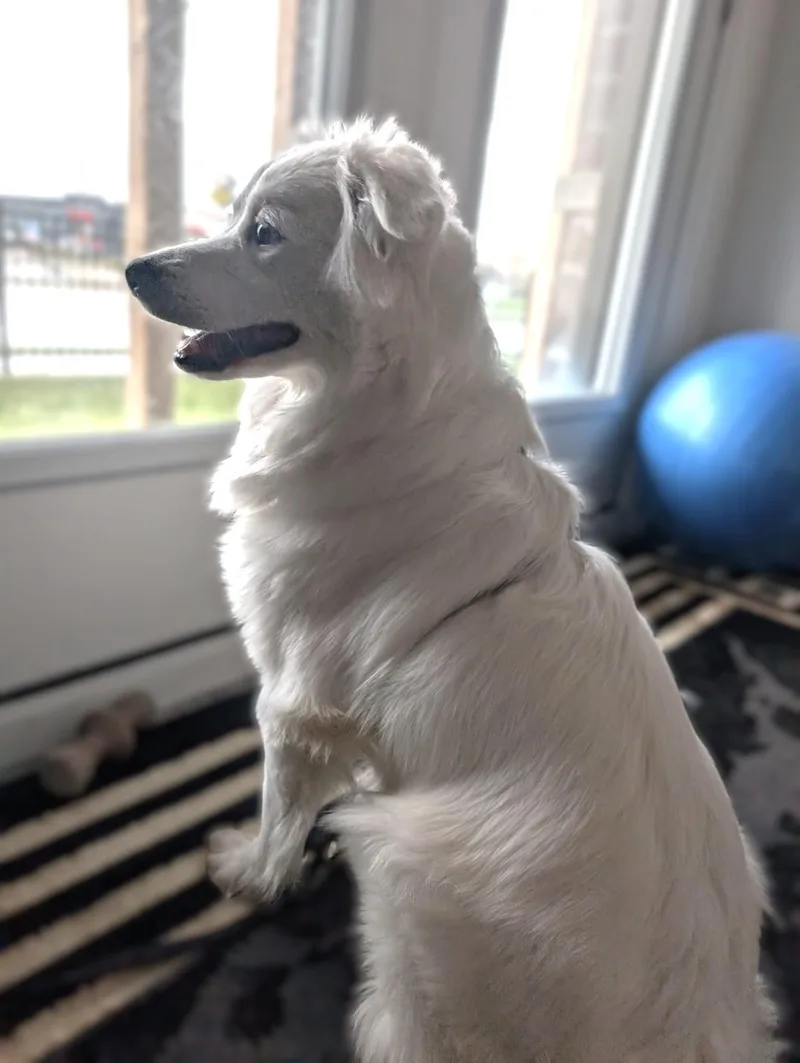 A young small-sized male Spitz dog named Cham for adoption in New York, NY