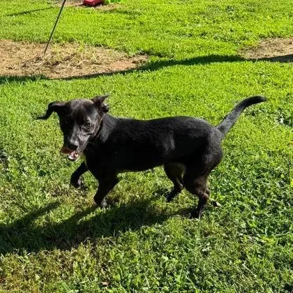 A young medium-sized male Mixed Breed dog named Pebble for adoption in Erie, PA