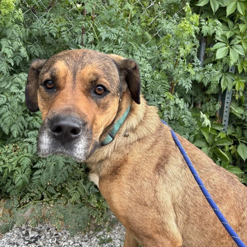 An adult large-sized female Brown / Chocolate Labrador Retriever dog named Gracie for adoption in Falmouth, KY