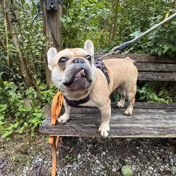 An adult small-sized male French Bulldog dog named Kayne for adoption in Albany, NY