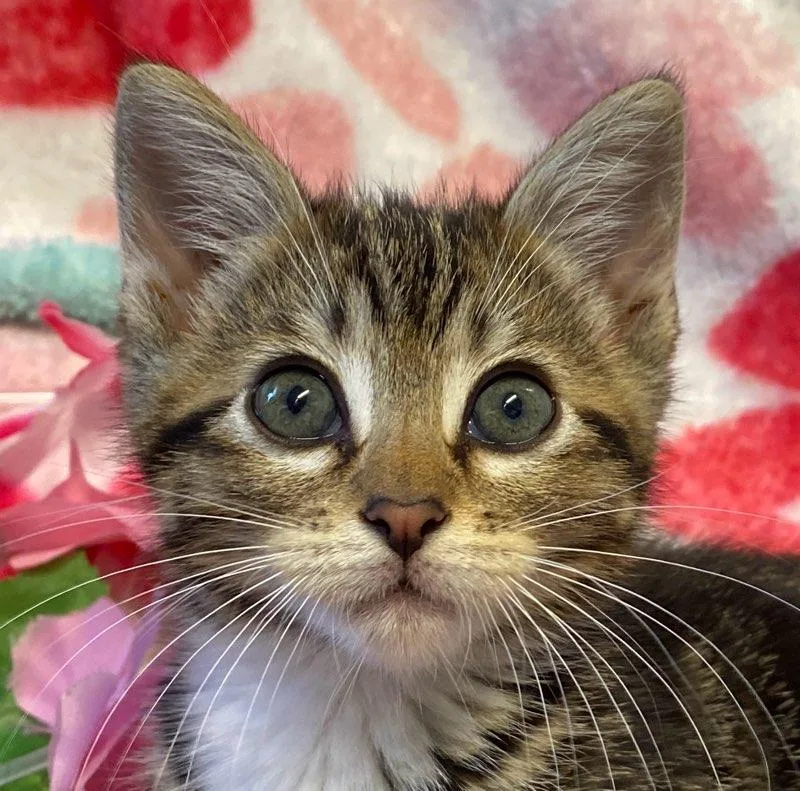 A baby medium-sized female Tabby (Buff / Tan / Fawn) Domestic Short Hair cat named Gabby for adoption in Colusa, CA