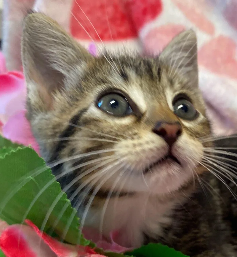 Gabby thumbnail 3