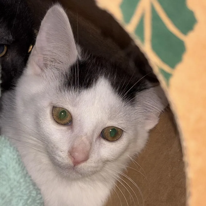 A baby small-sized female White Domestic Short Hair cat named Nicole for adoption in Bristol, IN