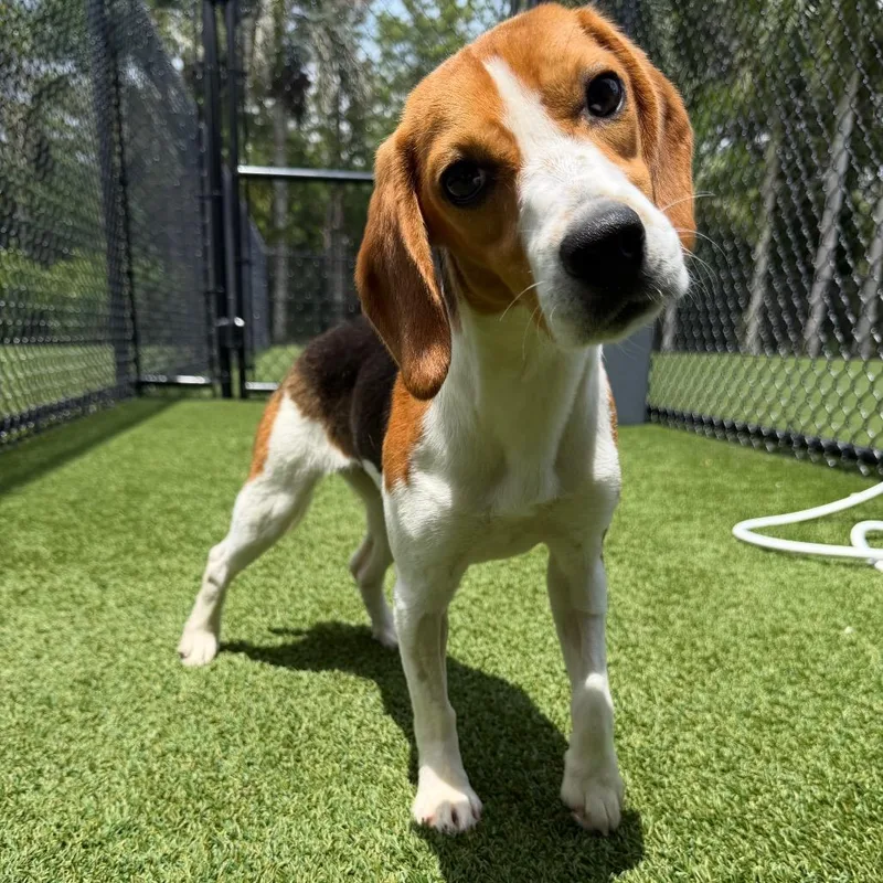 A young small-sized female Yellow / Tan / Blond / Fawn Beagle dog named Coco for adoption in LOXAHATCHEE, FL