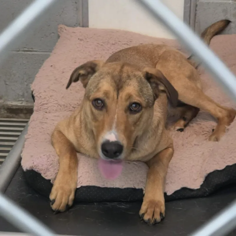 An adult medium-sized female Yellow / Tan / Blond / Fawn Shepherd dog named Lagetha for adoption in Washington, DC