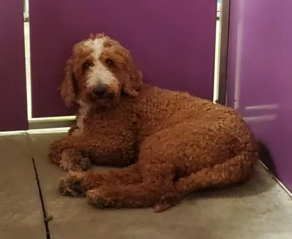 An adult large-sized female Standard Poodle dog named Terri for adoption in Kansas City, MO
