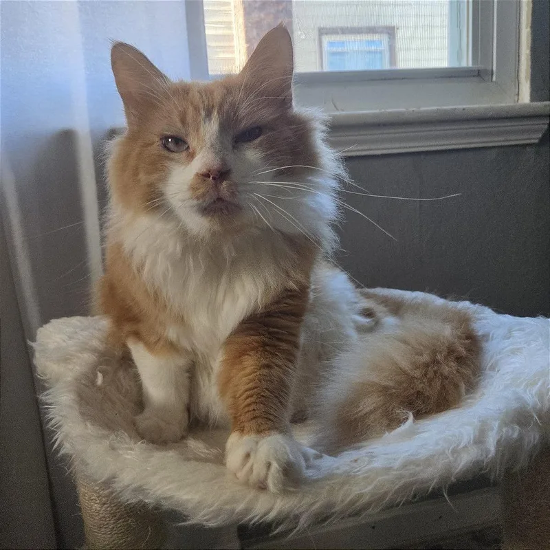 An adult medium-sized male Orange / Red Domestic Medium Hair cat named Lemony Snickett for adoption in Gibsonia, PA