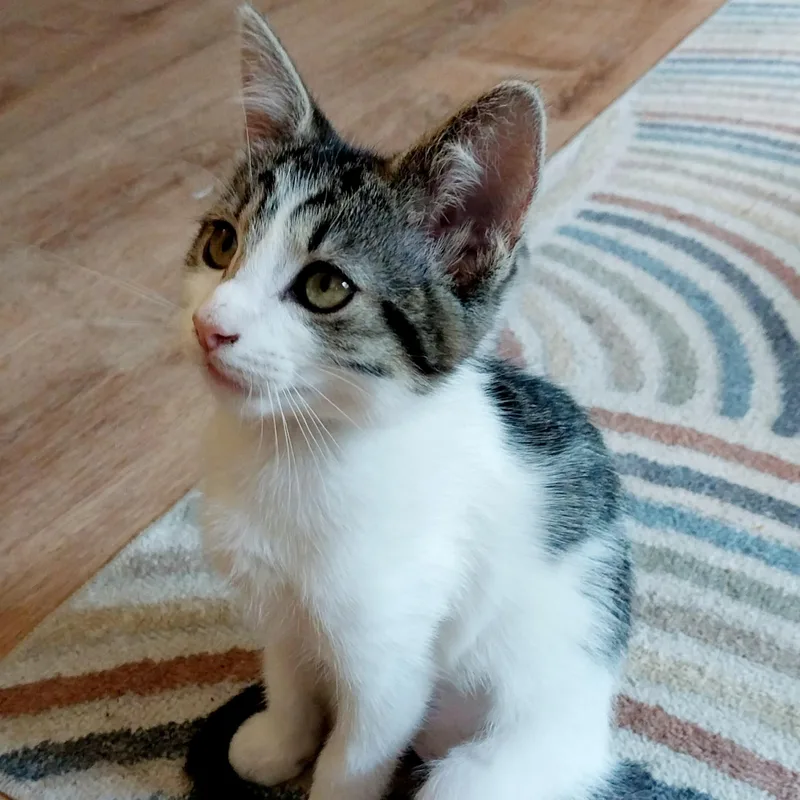 A baby small-sized female Tabby (Gray / Blue / Silver) Domestic Short Hair cat named Street Cleaner for adoption in Richmond, VA