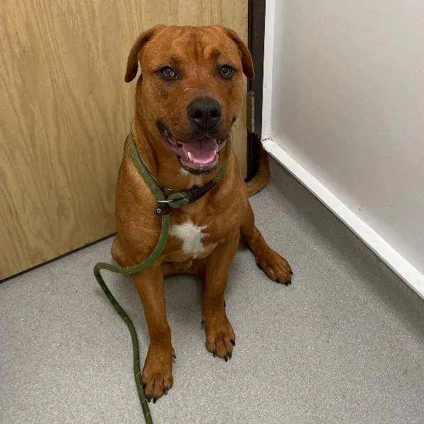 Sir Oliver thumbnail 2