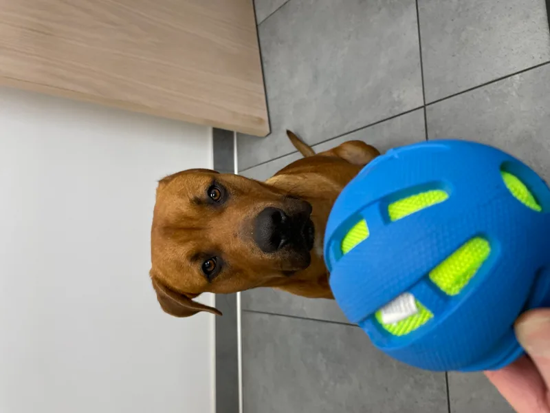 Sir Oliver thumbnail 3