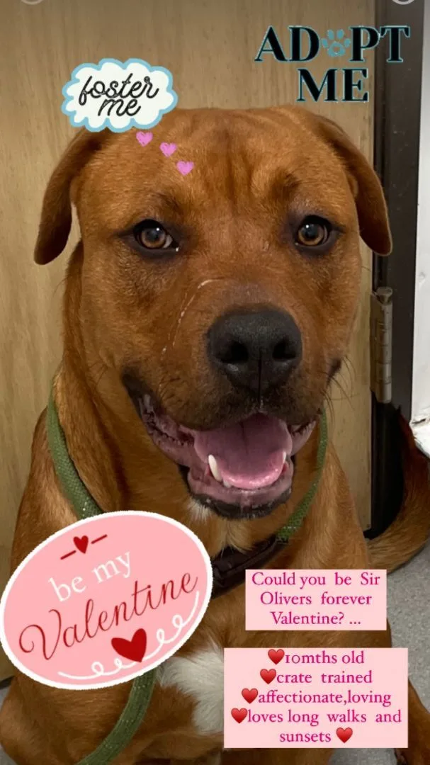 Sir Oliver thumbnail 4