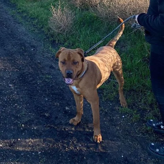 Sir Oliver thumbnail 5