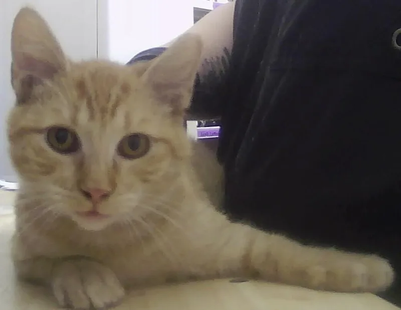 A baby small-sized male Tabby (Orange / Red) Domestic Short Hair cat named Odie for adoption in Anoka, MN