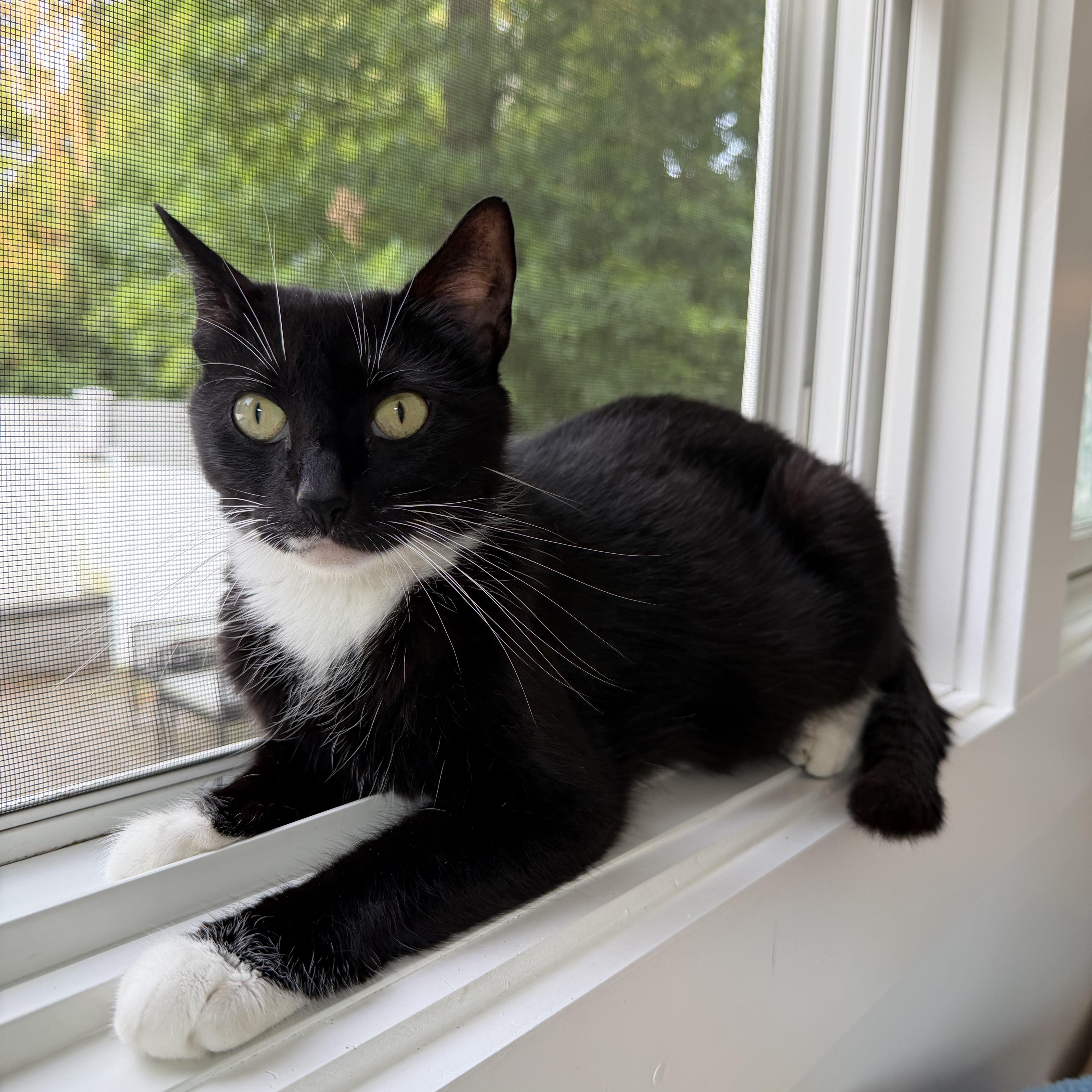 An adult medium-sized female Black & White / Tuxedo Tuxedo cat named Maddy for adoption in Moriches, NY