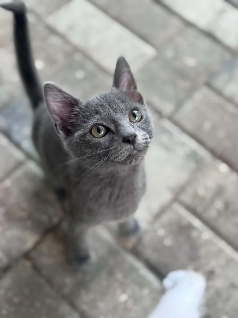 A baby small-sized male Gray / Blue / Silver Domestic Short Hair cat named Rajah for adoption in Myakka City, FL