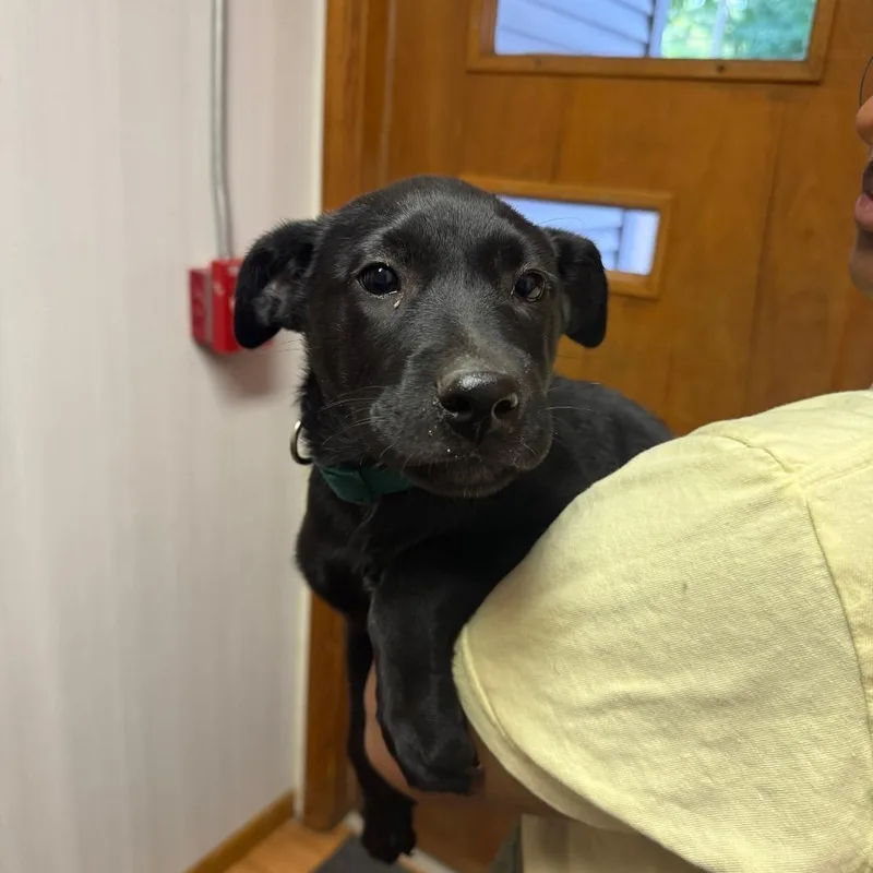 A baby medium-sized male Black Labrador Retriever dog named Boomer for adoption in Madison, WI