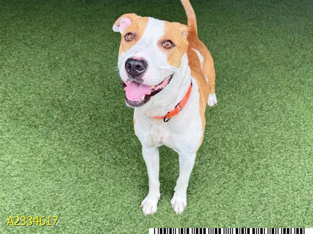 A young medium-sized male Mixed Breed dog named Hughie for adoption in West Palm Beach, FL