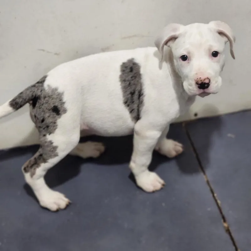 A baby large-sized female Pit Bull Terrier dog named Cloud for adoption in Walnutport, PA