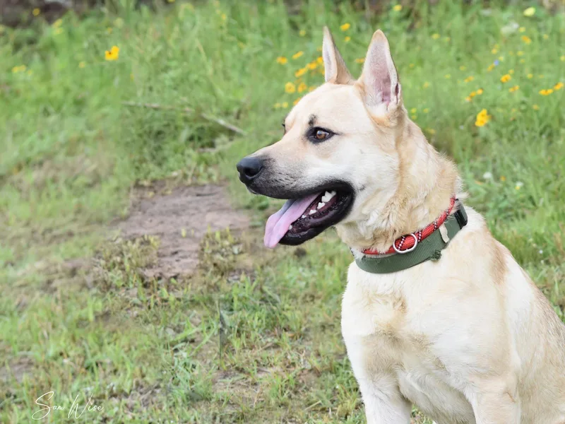 An adult medium-sized male Mixed Breed dog named Samwise for adoption in Houston, TX