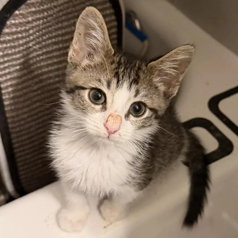 A baby small-sized male White Domestic Short Hair cat named Tito for adoption in Leander, TX