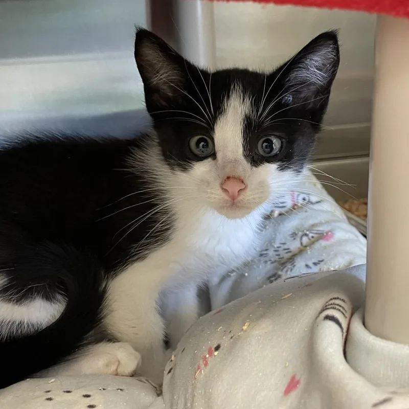 A baby small-sized male White Domestic Short Hair cat named Cotton Ball for adoption in Enfield, NH
