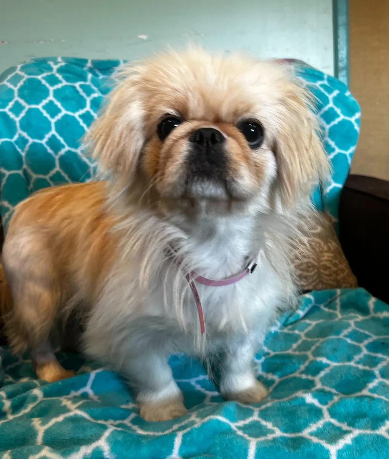An adult small-sized female Pekingese dog named Maylee Mar for adoption in Pacolet, SC