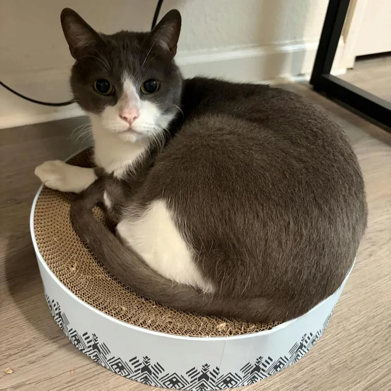 A senior medium-sized male Gray / Blue / Silver Domestic Short Hair cat named Merlin for adoption in Norman, OK