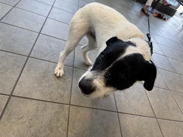 An adult medium-sized male Terrier dog named Zorro for adoption in San Antonio, TX