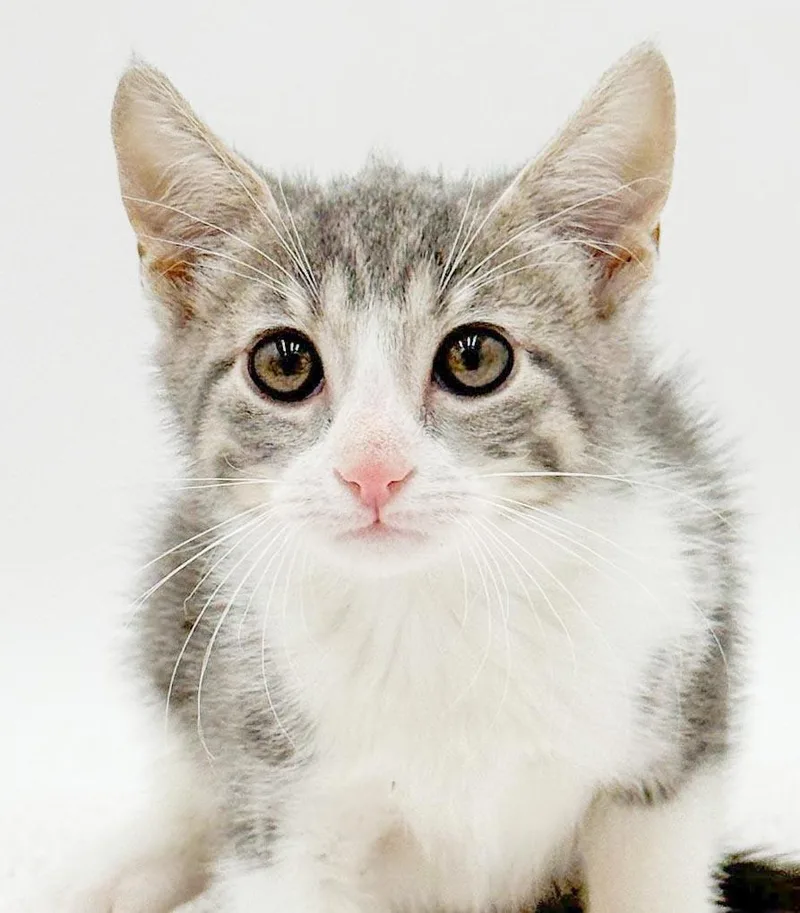 A baby small-sized male White Silver cat named Landry is our knight for adoption in Bedford Hills, NY