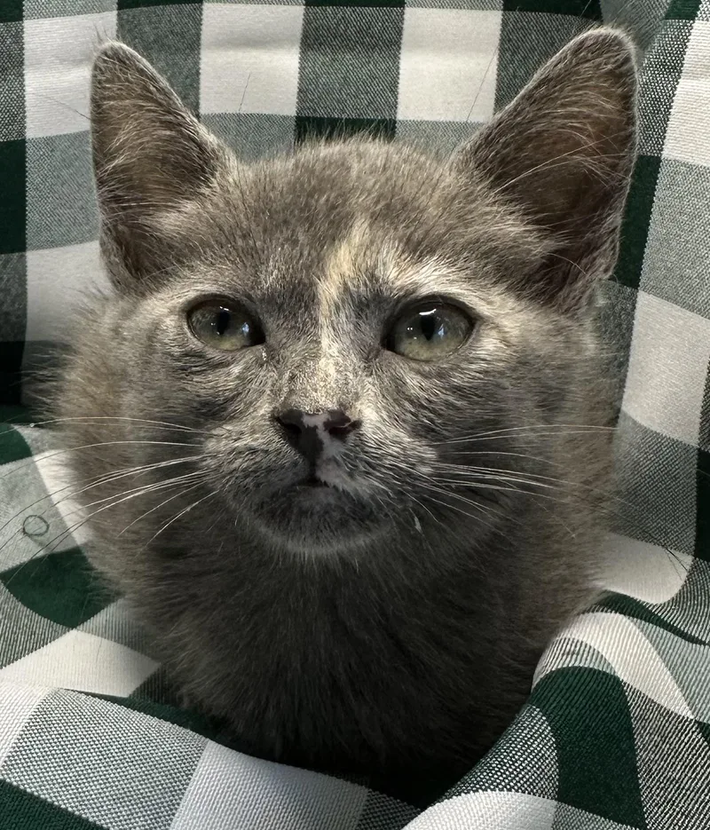 A baby small-sized female Russian Blue cat named Karoo for adoption in San Diego, CA