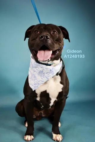 A young medium-sized male Pit Bull Terrier dog named Gideon for adoption in Bakersfield, CA