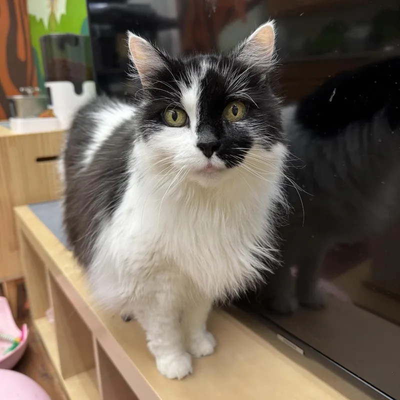 A senior extra large-sized female Black Domestic Long Hair cat named Callie for adoption in Mount Laurel, NJ