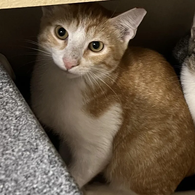 A baby small-sized male Orange / Red Domestic Short Hair cat named Donny for adoption in Dickinson, TX