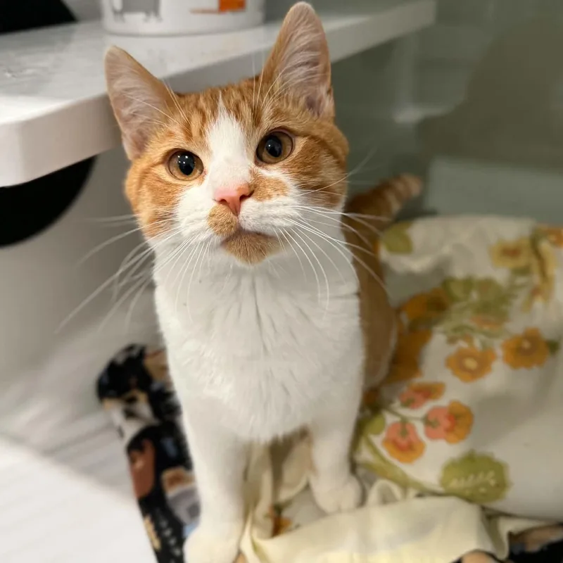 A baby medium-sized male Tabby (Orange / Red) Domestic Short Hair cat named Fanta for adoption in Penn Yan, NY