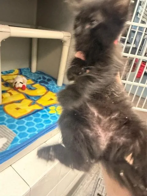 A baby medium-sized female Domestic Medium Hair cat named Hot for adoption in Dallas, TX