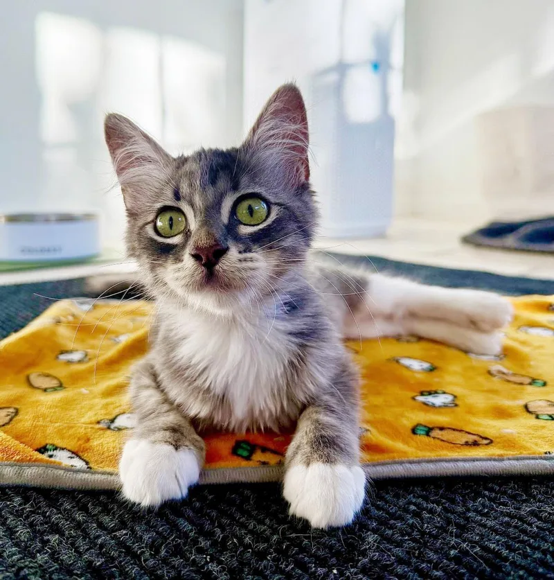 A baby small-sized female Gray / Blue / Silver Domestic Short Hair cat named Annie Fergus for adoption in Chandler, AZ