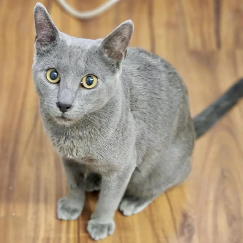 An adult small-sized male Gray / Blue / Silver Domestic Short Hair cat named Grady for adoption in Denison, TX