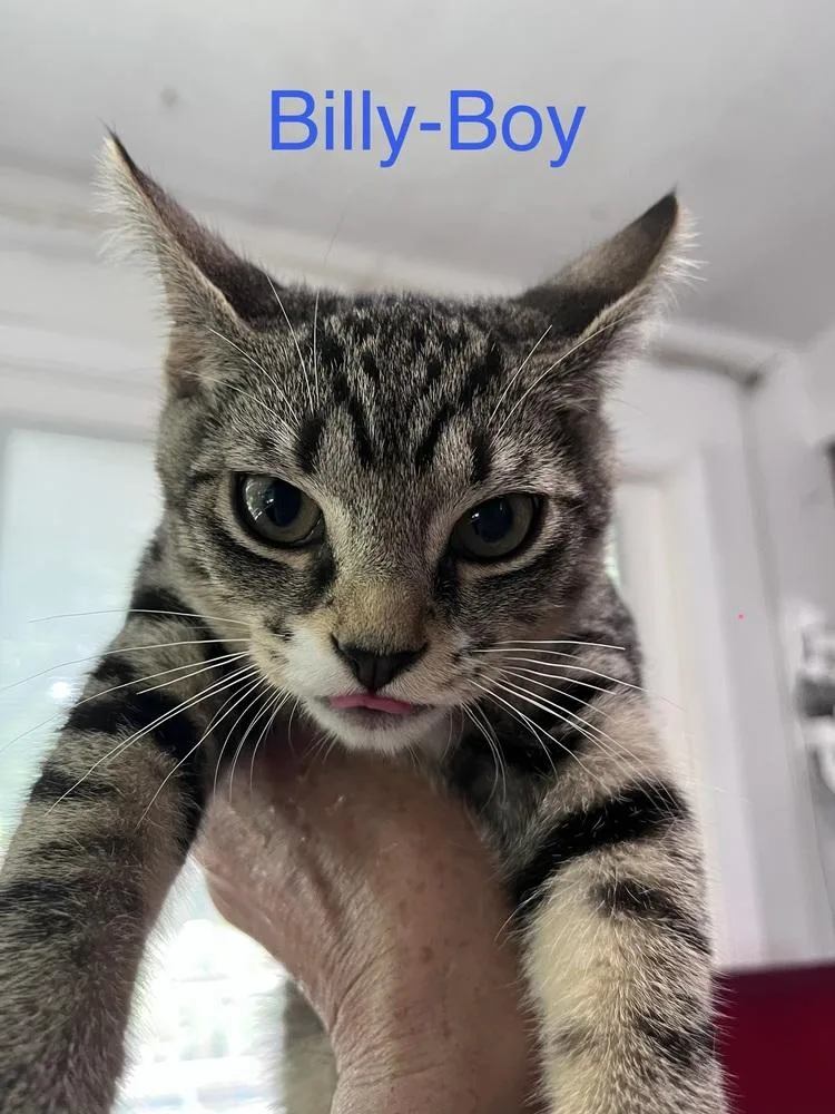 A baby small-sized male Tabby (Brown / Chocolate) Domestic Short Hair cat named Billy for adoption in Telford, PA
