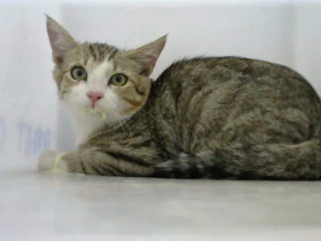 A baby medium-sized male Domestic Short Hair cat named Charley for adoption in Albuquerque, NM
