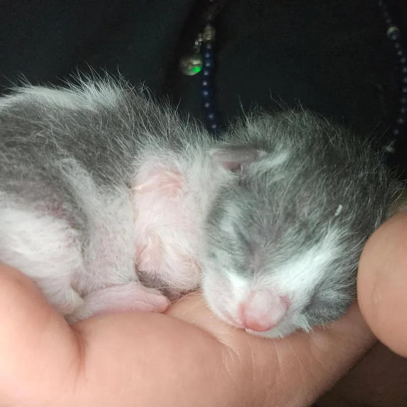 A baby small-sized male Gray / Blue / Silver Domestic Short Hair cat named Thanos for adoption in Houston, TX